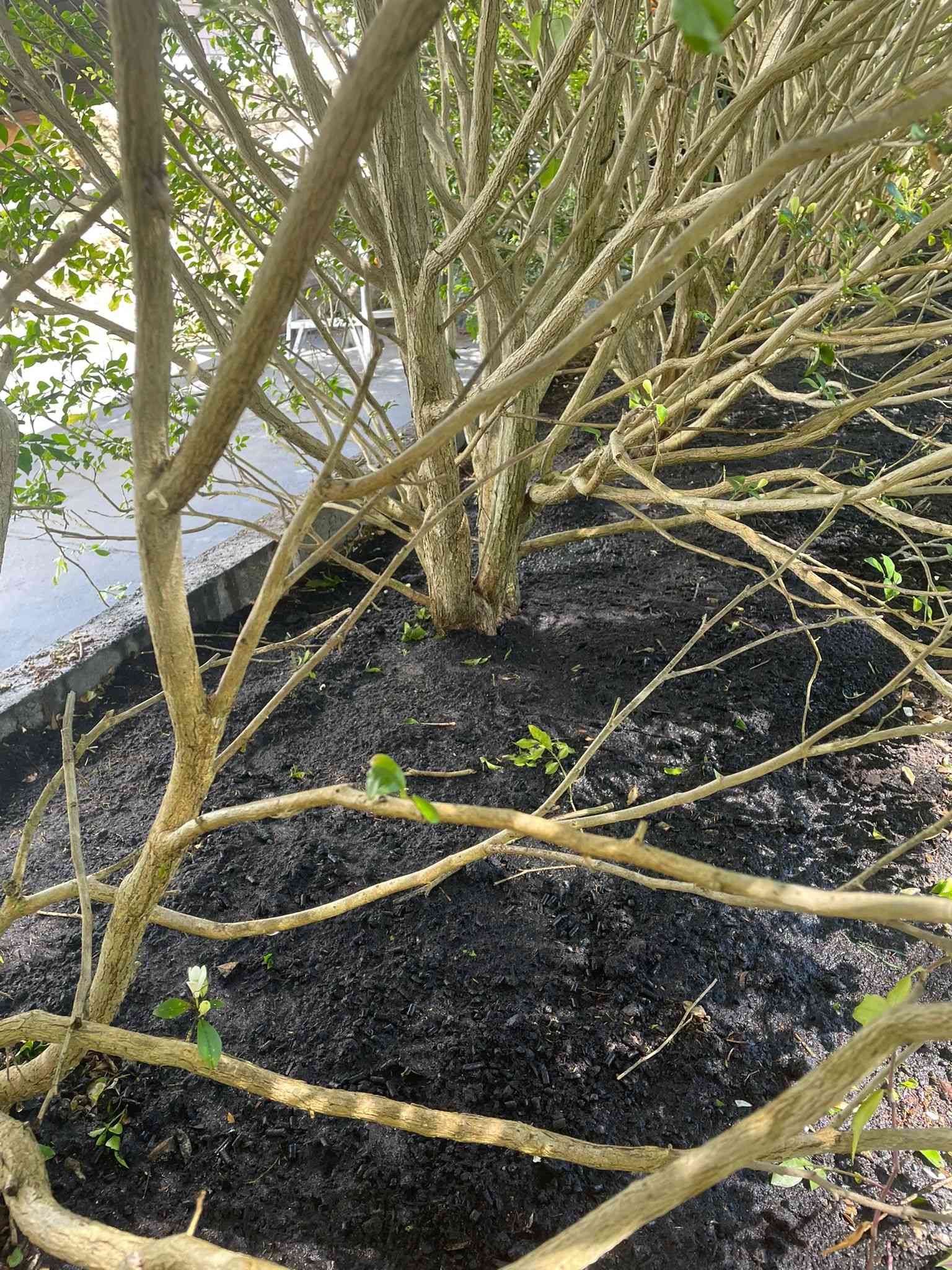 Murraya Soil Amendment